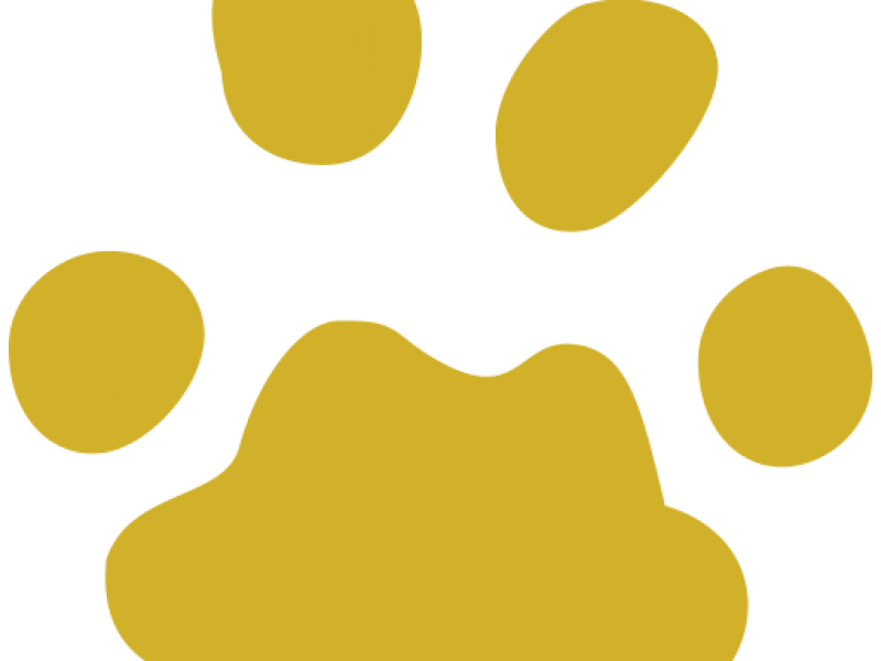 cropped-DS-favicon.png